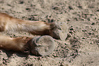 Icelandic horse hooves