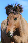 Icelandic horse portrait