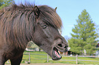 Icelandic horse portrait