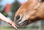 feeding an Icelandic horse