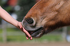 feeding an Icelandic horse