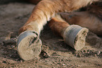 Icelandic horse hooves