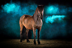 Icelandic Horse with holi powder