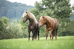 2 Icelandic horses