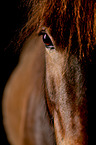 Icelandic horse eye