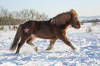 trotting Icelandic horse