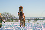 woman and Icelandic horse