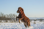 rising Icelandic horse
