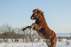 rising Icelandic horse