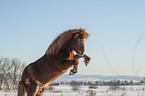 rising Icelandic horse