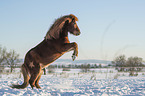 rising Icelandic horse