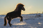 rising Icelandic horse