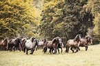 Icelandic horses