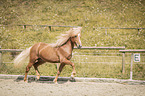 trotting Icelandic horses stallion