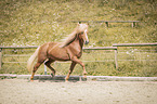 trotting Icelandic horses stallion