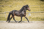 trotting Icelandic horses stallion