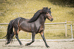 trotting Icelandic horses stallion