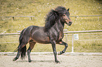 trotting Icelandic horses stallion