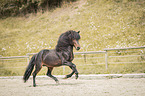 galloping Icelandic horses stallion