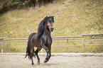 galloping Icelandic horses stallion