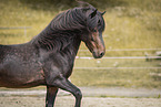 Icelandic horses stallion portrait