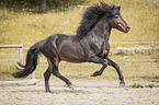 galloping Icelandic horses stallion