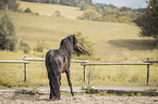 Icelandic horses stallion