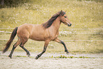 Icelandic horse mare