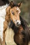 Icelandic horse foal