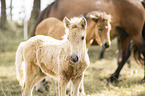 Icelandic horses