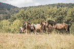 Icelandic horses