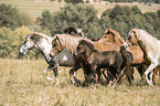 Icelandic horses