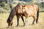 Icelandic horses