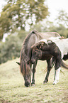 Icelandic horses