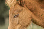 Icelandic horse mare