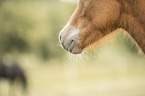 Icelandic horse foal