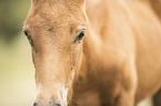 Icelandic horse foal