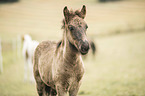 Icelandic horse foal