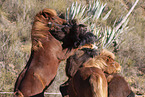 Icelandic horses