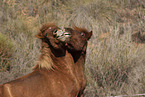 Icelandic horses