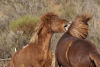 Icelandic horses