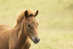 Icelandic horse foal