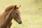 Icelandic horse foal