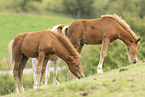 Icelandic horses