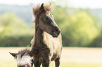 Icelandic horses