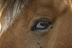 Icelandic horse detail