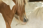 Icelandic horse detail