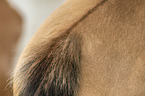 Icelandic horse detail