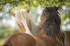 Icelandic horses