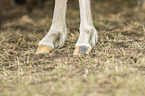 Icelandic horse detail